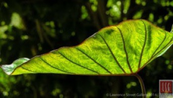 Arnold Berkman, "Leaf", photography